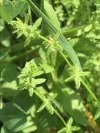 Image of piedmont bedstraw