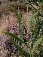 Image of orange wattle