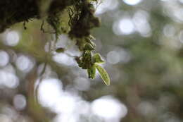 Image de Gastrochilus fuscopunctatus (Hayata) Hayata