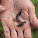 Image of Blackfin pearlfish