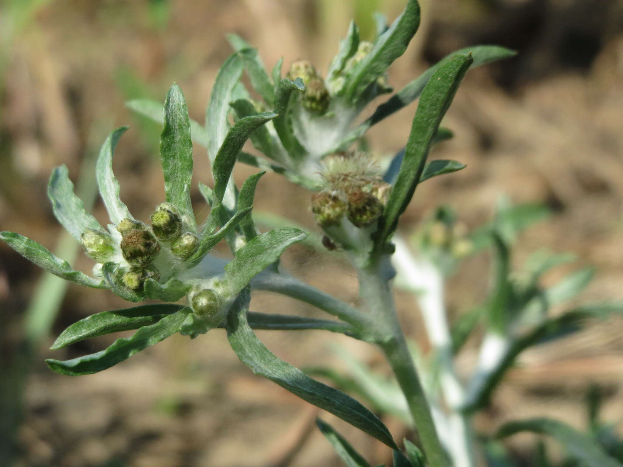 Image of Low cudweed