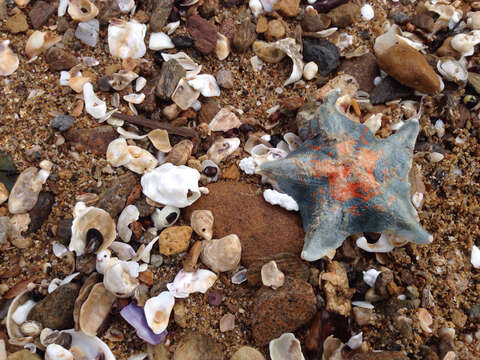 Image of Blue bat star