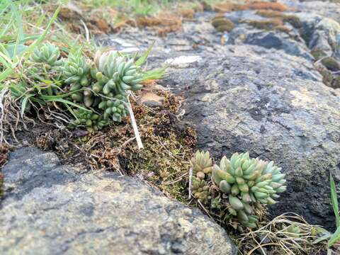 Image de Sedum lanceolatum subsp. nesioticum (G. N. Jones) Clausen