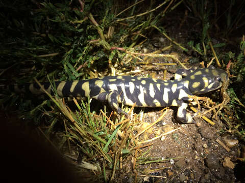 Image of Barred Tiger Salamander