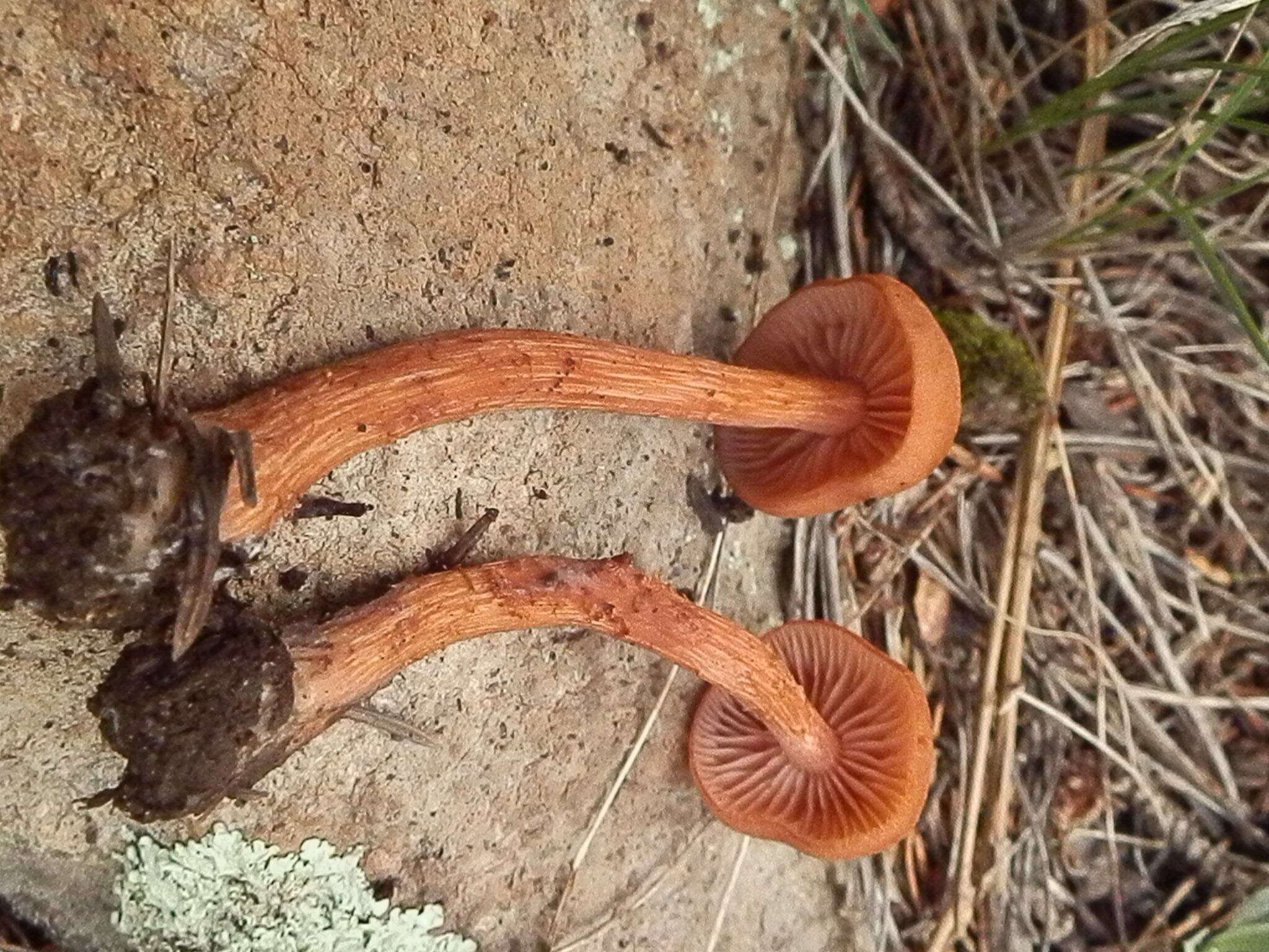 Image of Laccaria nobilis A. H. Sm. 1984