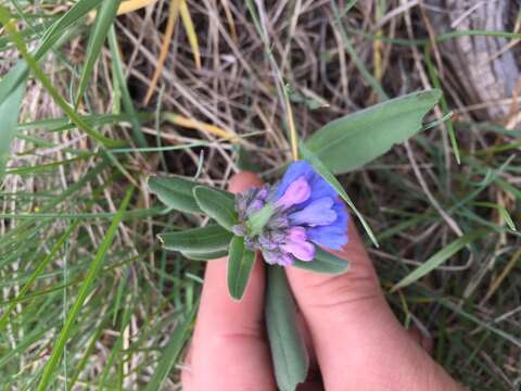 Mertensia oblongifolia (Nutt.) G. Don resmi