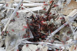 Image of Red bug