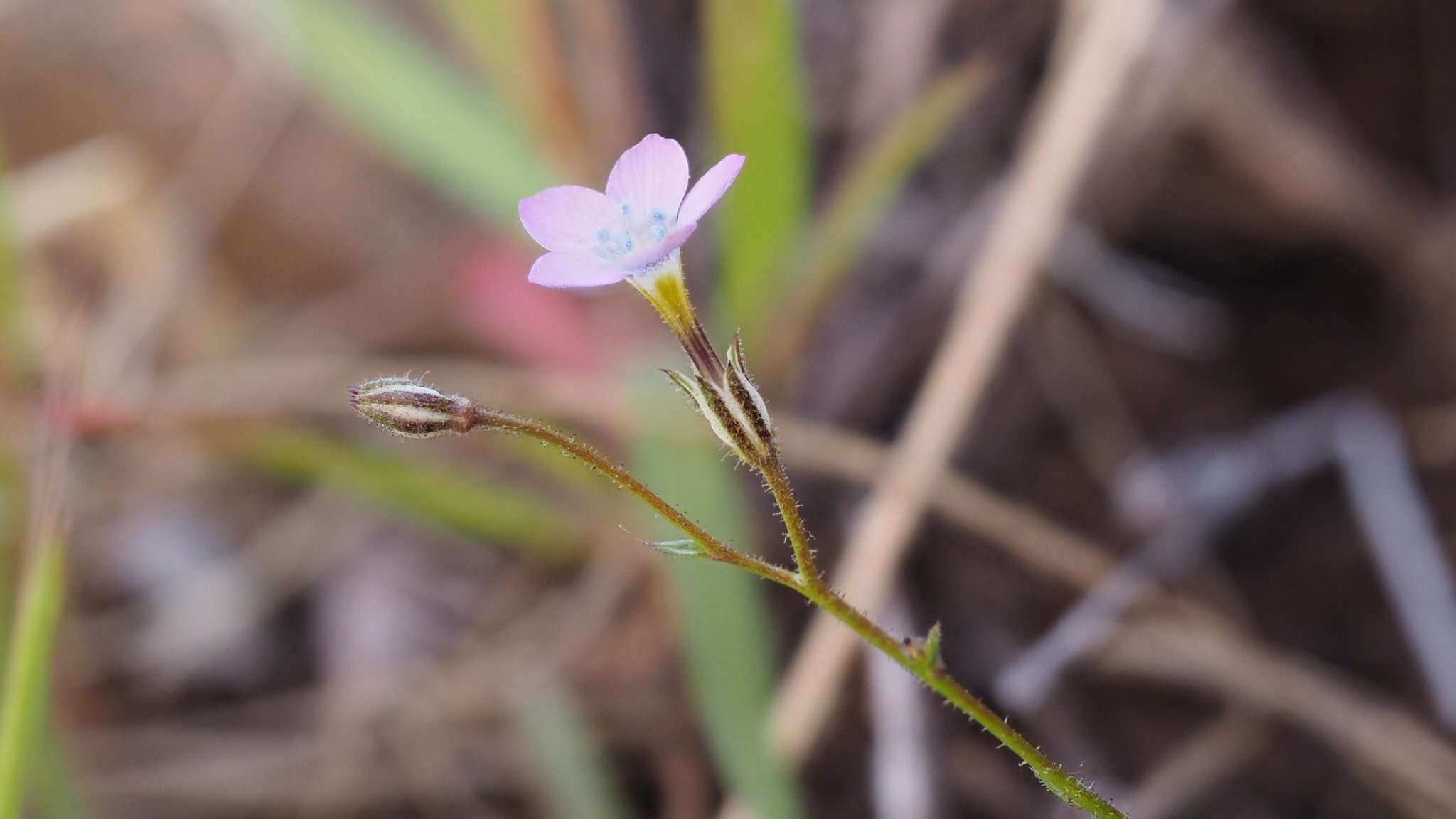 Image of coastal gilia