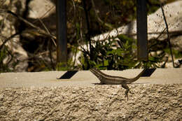 Image of Rose-bellied Lizard