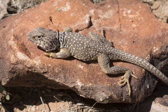 Image of Crotaphytus collaris fuscus Ingram & Tanner 1971