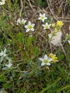 Minuartia hirsuta (M. Bieb.) Hand.-Mazz.的圖片