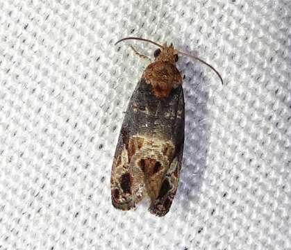 Image of Grape Berry Moth