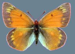 <i>Colias <i>meadii</i></i> meadii resmi