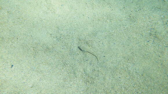 Image of Common Dragonet