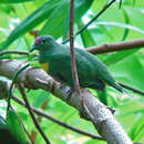 Image of Yellow-banded Fruit-dove