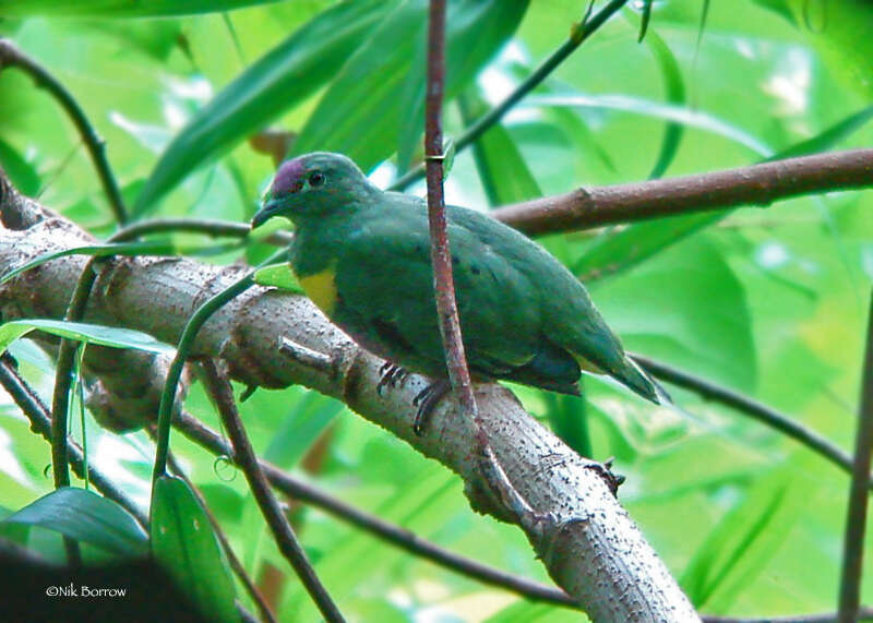 Image of Yellow-banded Fruit-dove