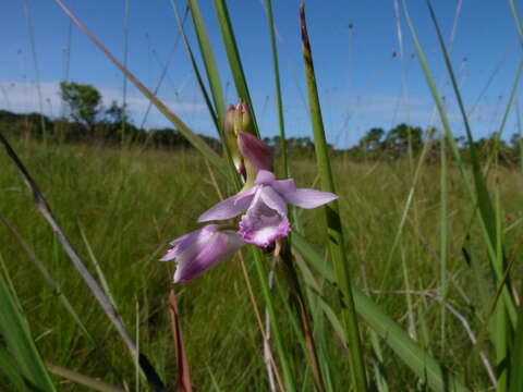 Image de Galeandra styllomisantha (Vell.) Hoehne