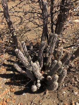 Image of Ceropegia currorii subsp. lugardii (N. E. Br.) Bruyns & Bruyns