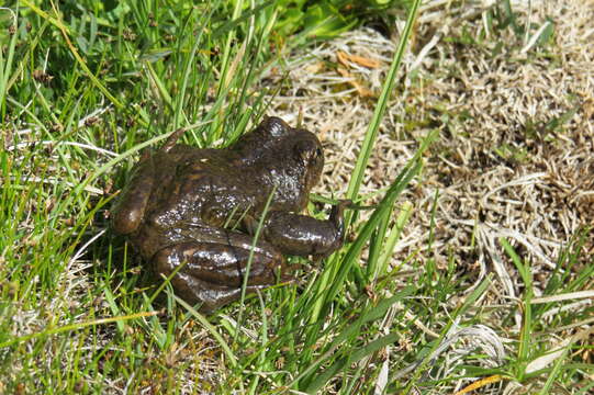 Image of Pehuenche Spiny-chest Frog