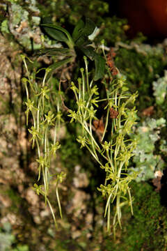 Image of Mystacidium flanaganii (Bolus) Bolus