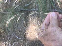 Plancia ëd Festuca californica Vasey