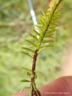 Image of Erica oatesii var. oatesii