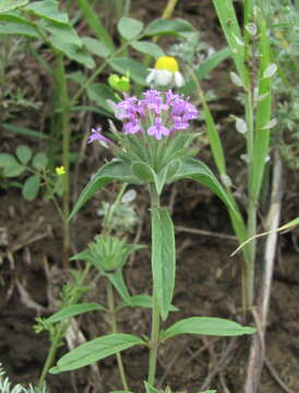 Image of Ziziphora capitata L.