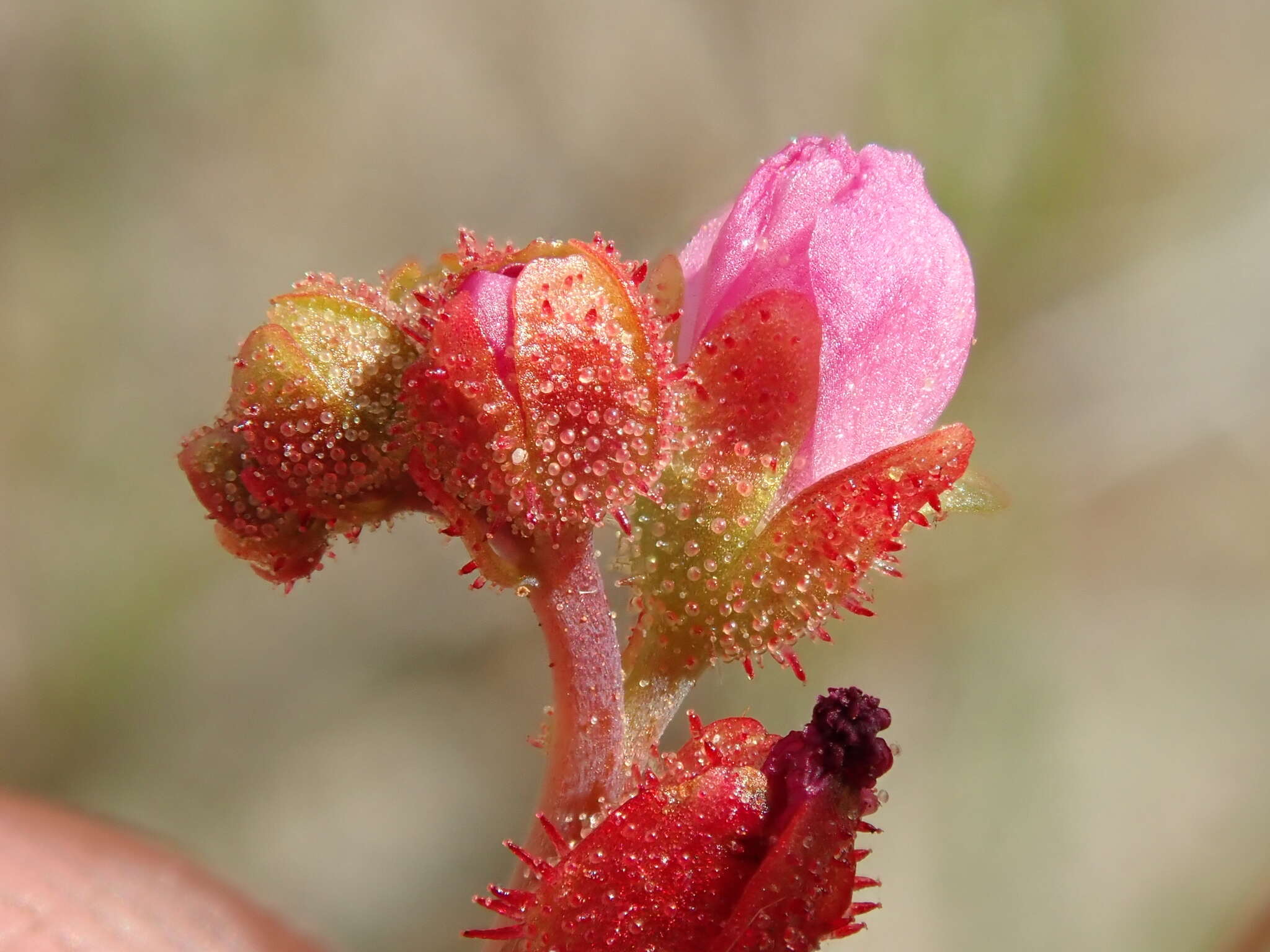 Image of Drosera sessilifolia St. Hil.