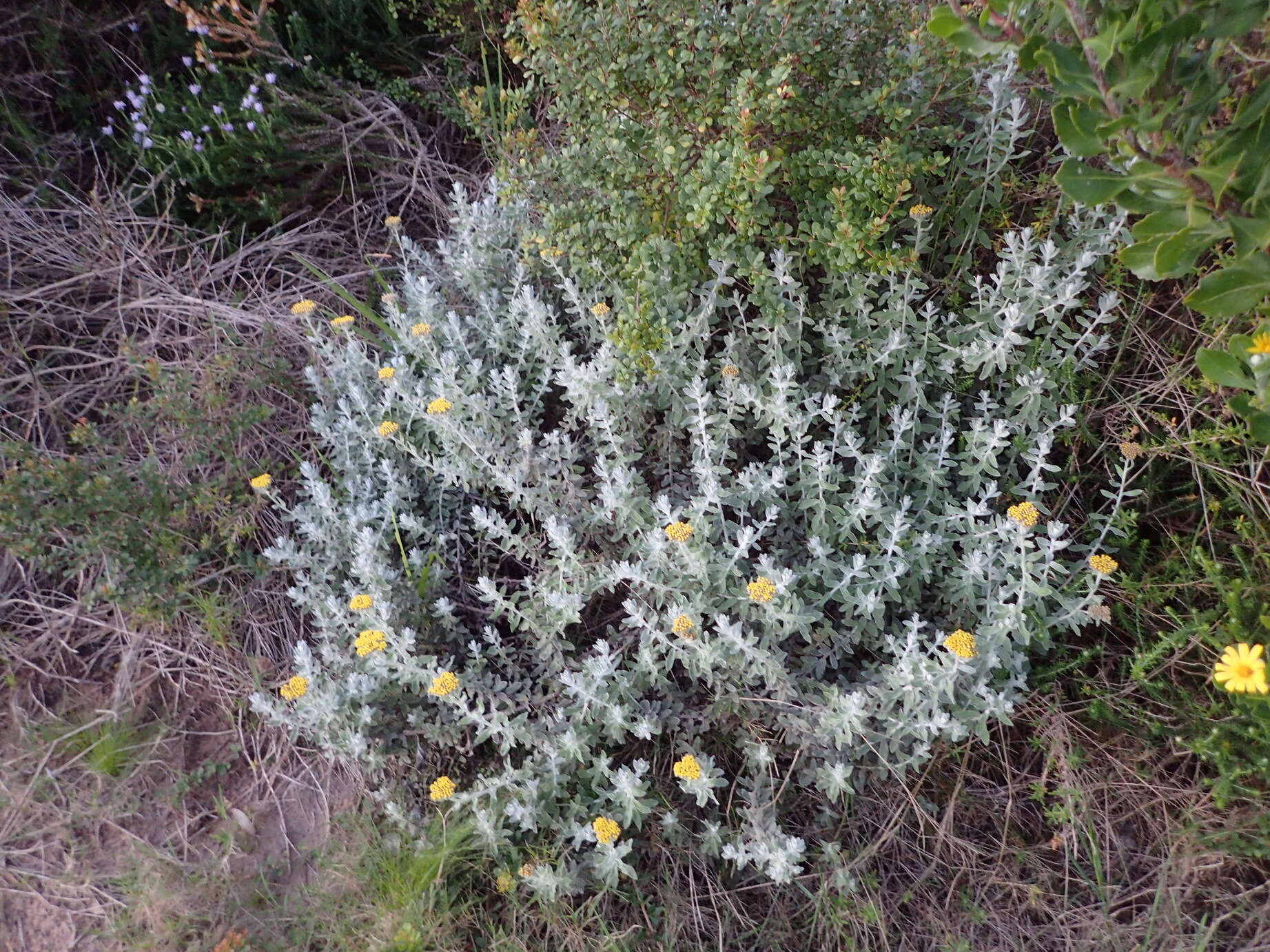 Imagem de Helichrysum dasyanthum (Willd.) Sw.