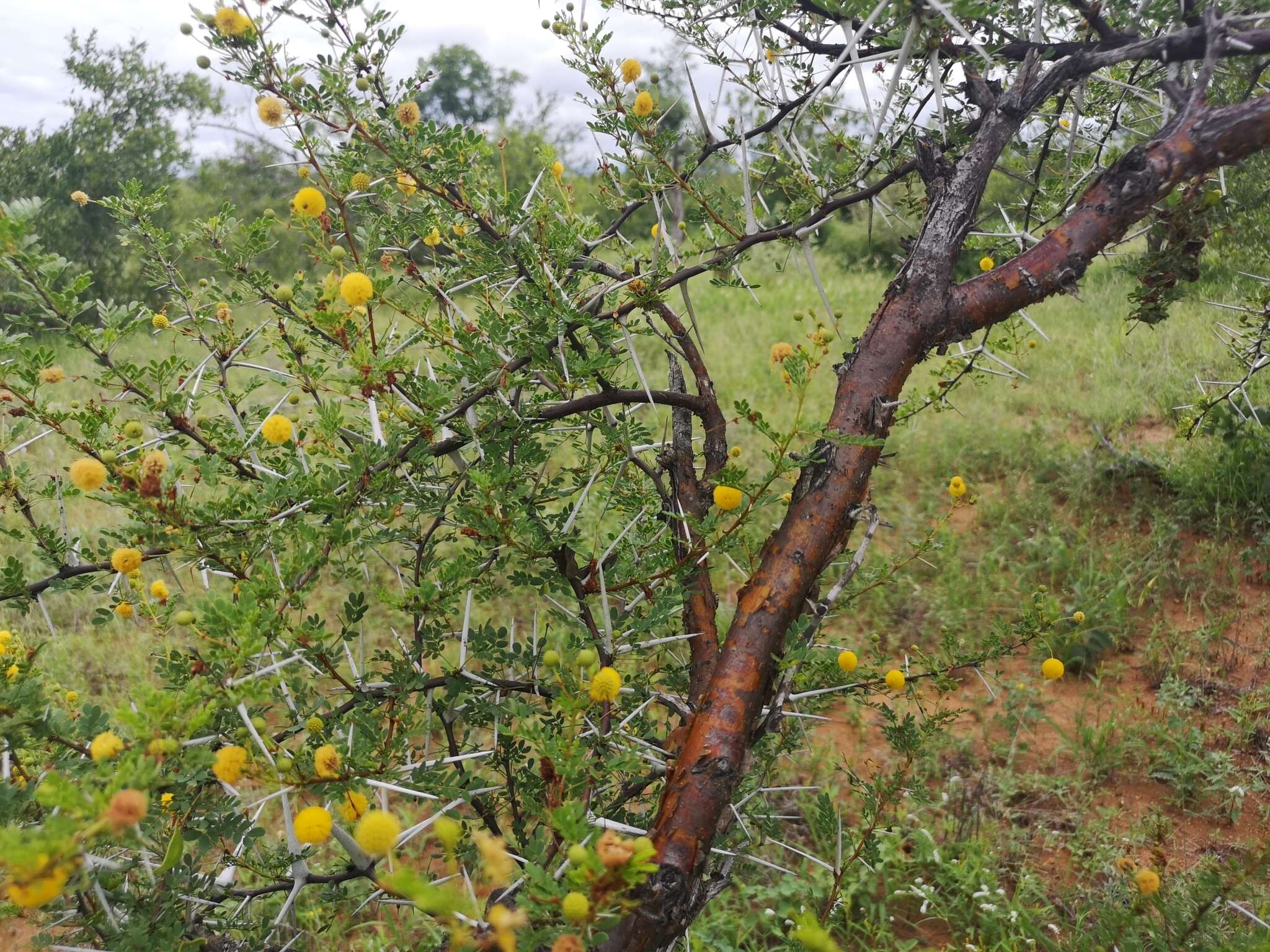 Imagem de Vachellia exuvialis (Verd.) Kyal. & Boatwr.