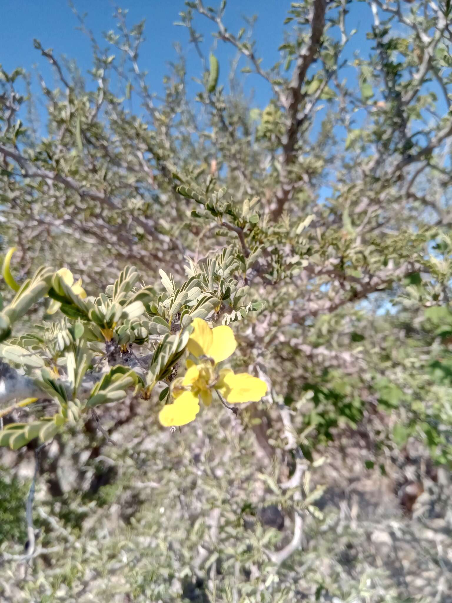 Plancia ëd Senna meridionalis (R. Vig.) Du Puy