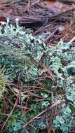 Слика од Cladonia digitata (L.) Hoffm.