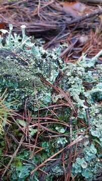 Слика од Cladonia digitata (L.) Hoffm.