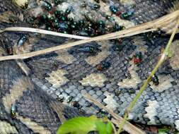 Image of Carpet python