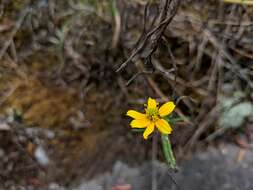 Sivun Helianthus porteri (A. Gray) J. F. Pruski kuva