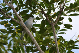 Слика од Thraupis sayaca sayaca (Linnaeus 1766)