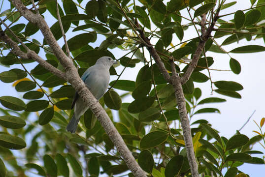 Слика од Thraupis sayaca sayaca (Linnaeus 1766)