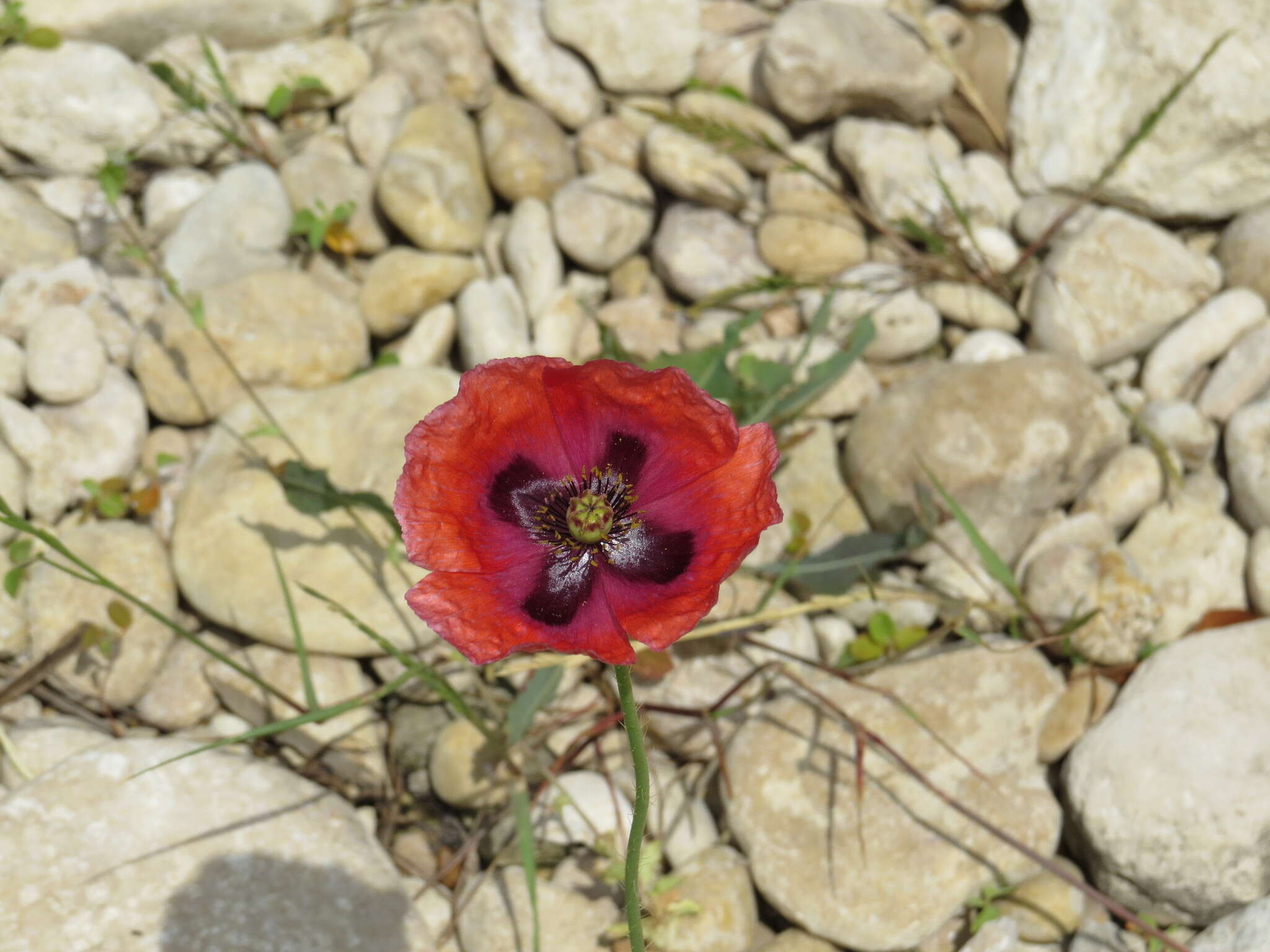 Image of opium poppy