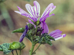 Image of <i>Malva <i>sylvestris</i></i> subsp. sylvestris