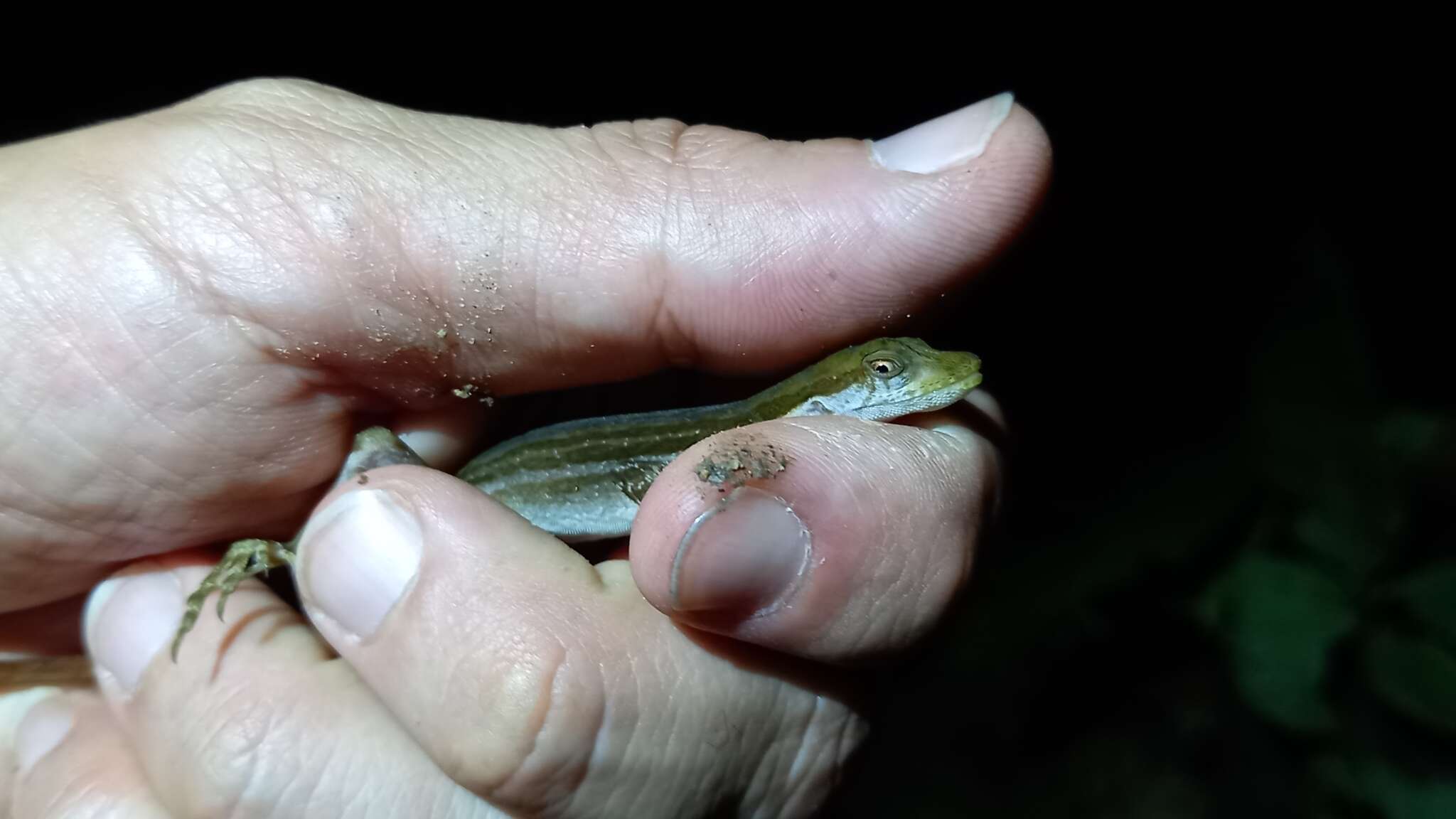 Image of Two-marked Anole