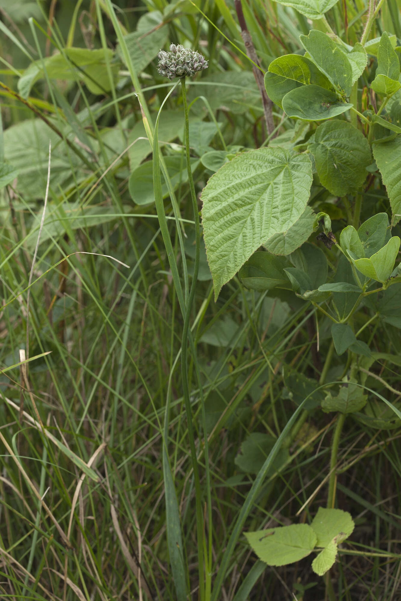 Image of Allium strictum Schrad.