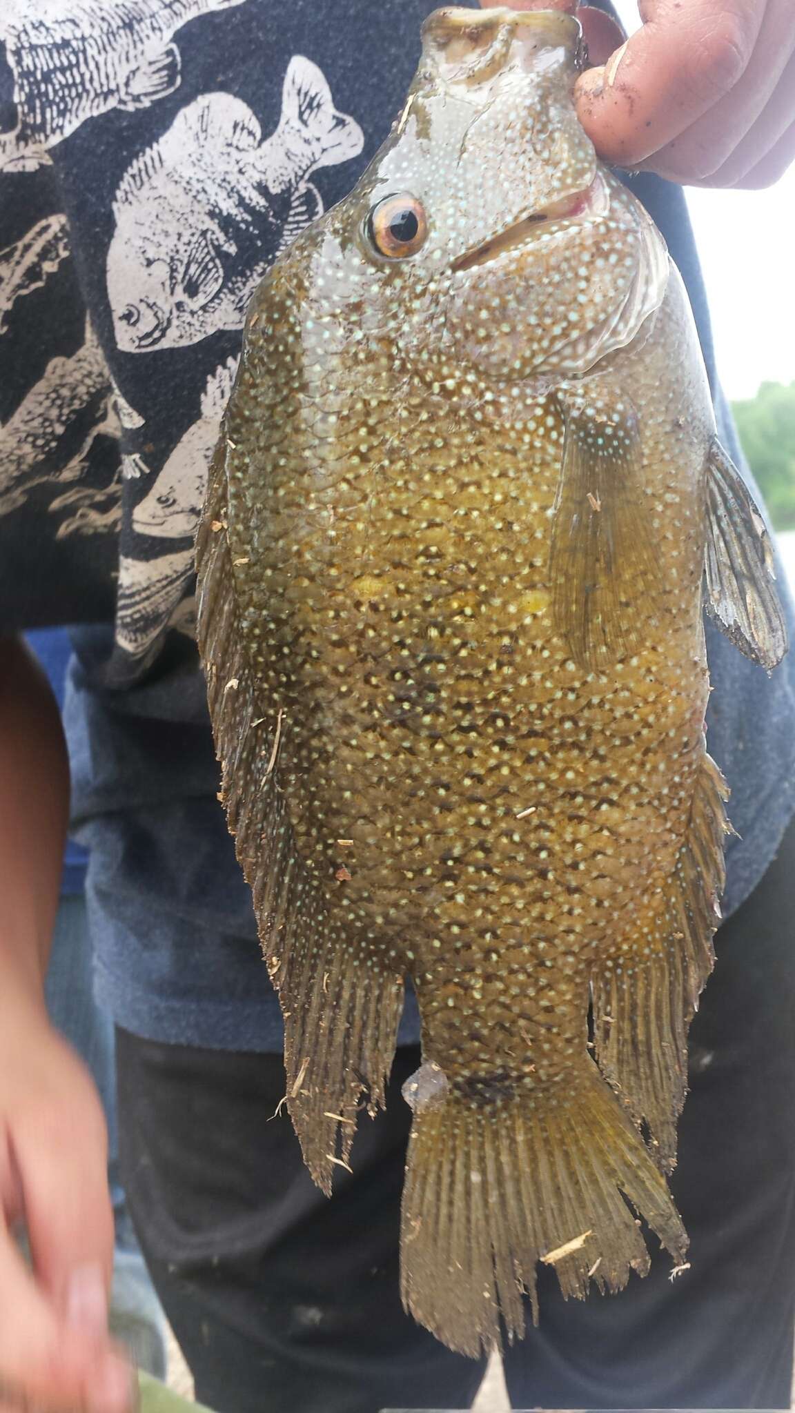 Image of Rio Grande Cichlid