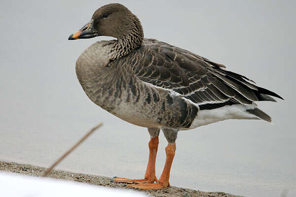 Image of Bean Goose