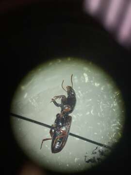 Sivun Clivina (Paraclivina) bipustulata (Fabricius 1798) kuva