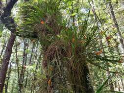 Imagem de Isochilus aurantiacus Hamer & Garay