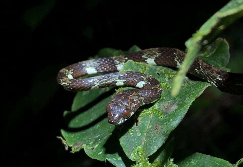 Image of Ringed Snail Sucker