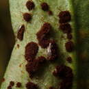 Puccinia antirrhini Dietel & Holw. 1897的圖片