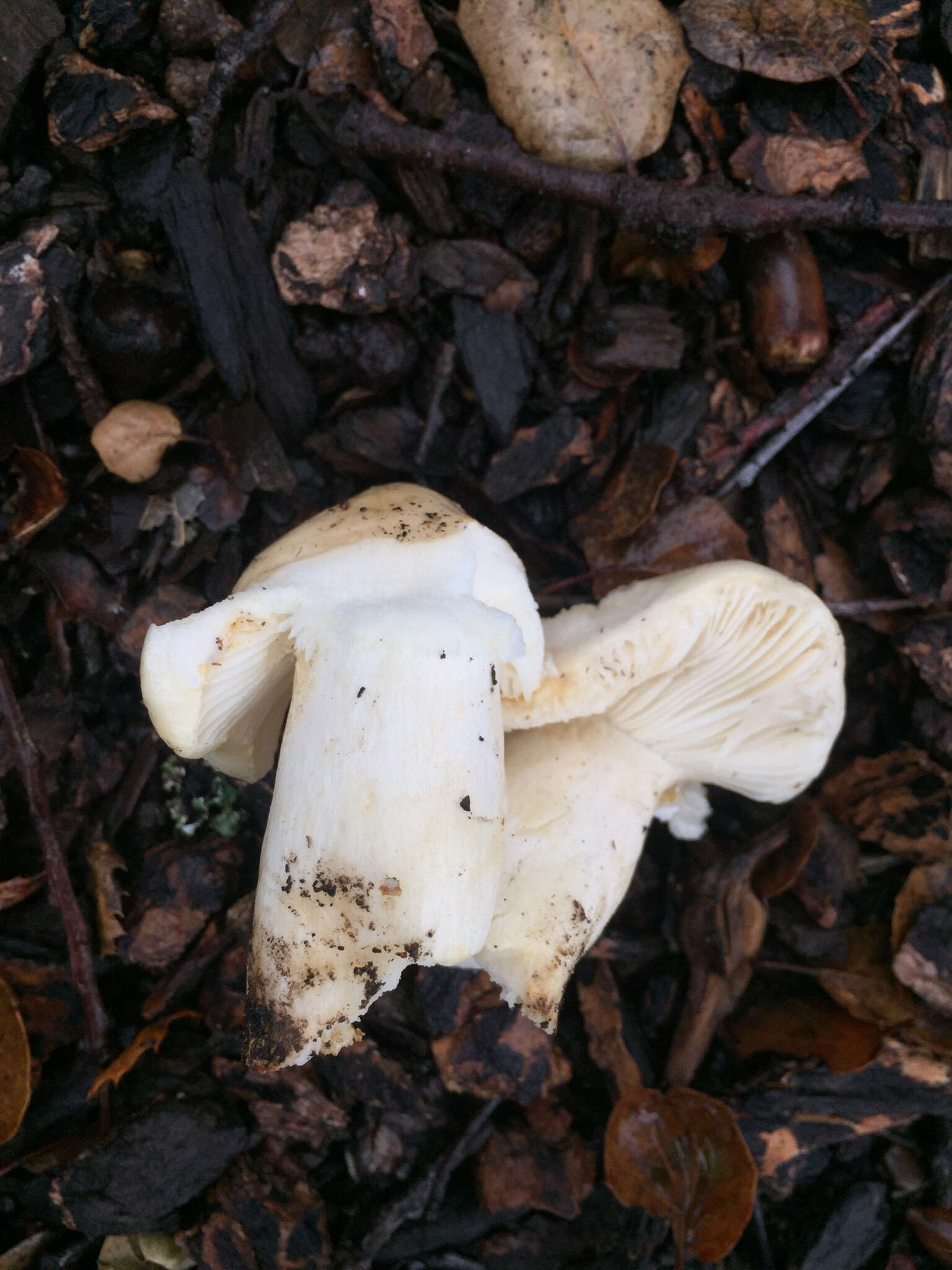 Image of Lactarius alnicola A. H. Sm. 1960