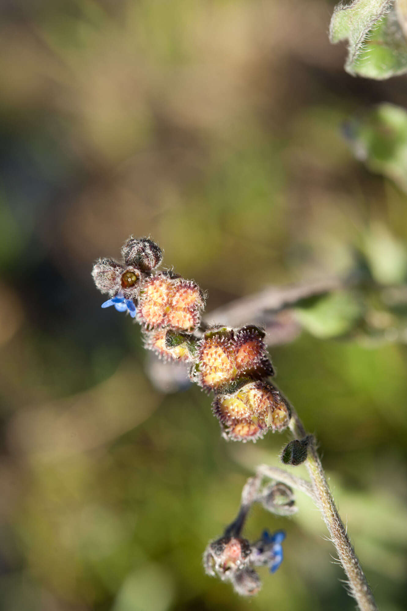 Image de Cynoglossum alpestre Ohwi