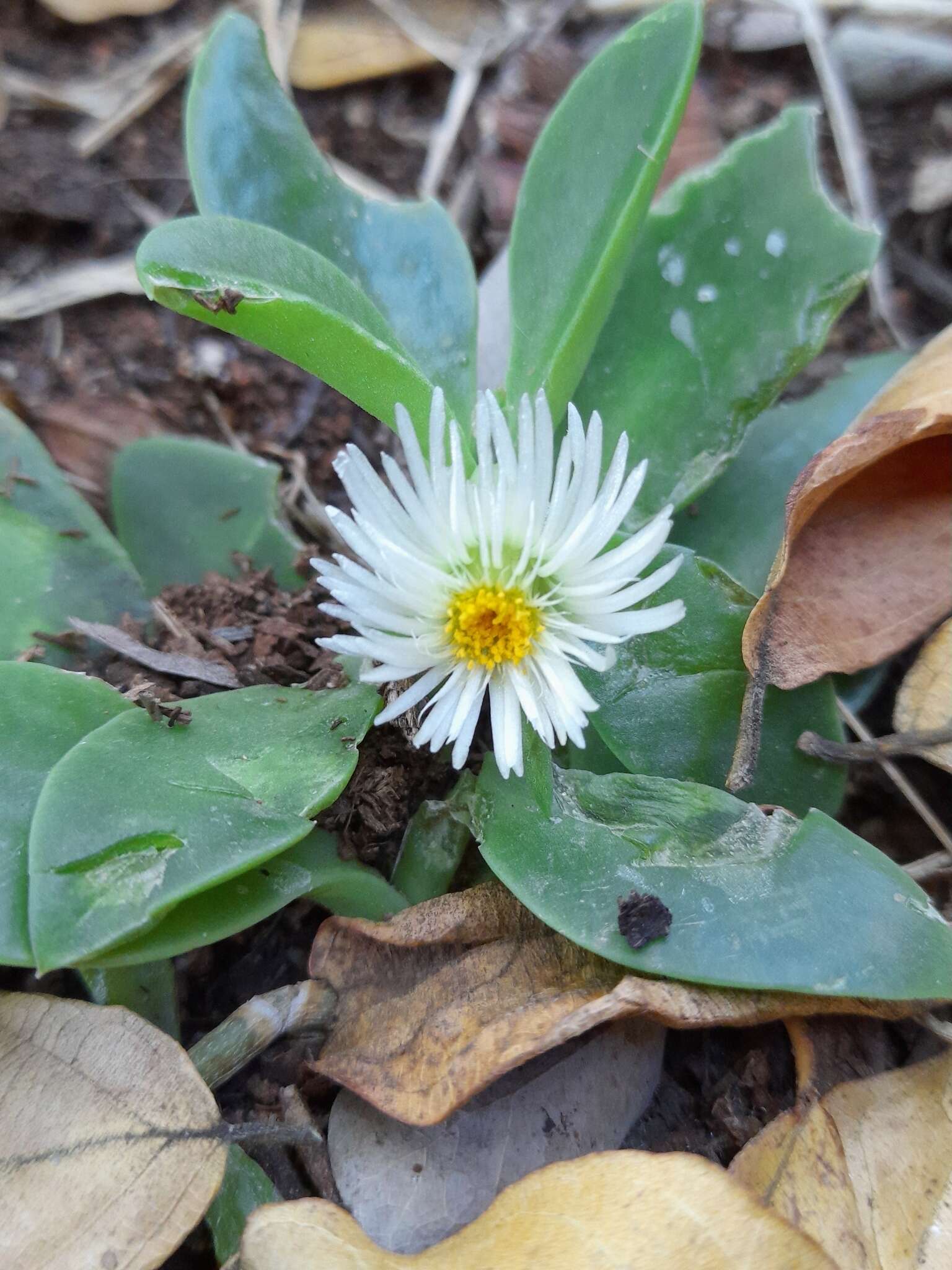 Imagem de Delosperma tradescantioides (Berg.) L. Bol.